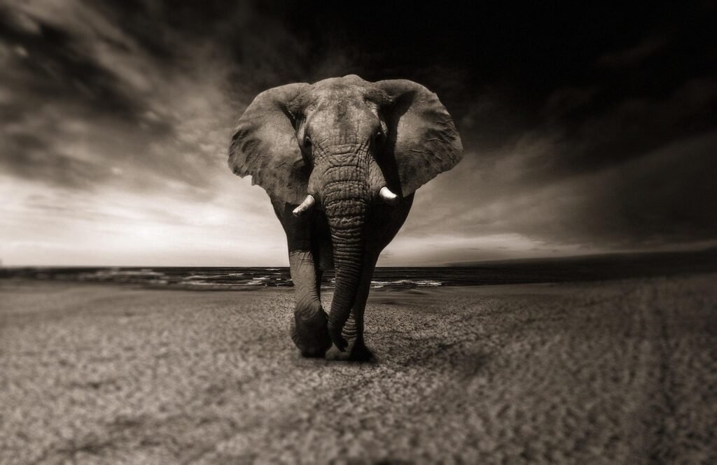 elephant, black-and-white, animal, africa, safari, wild animal, creature, pachyderm, nature, animal portrait